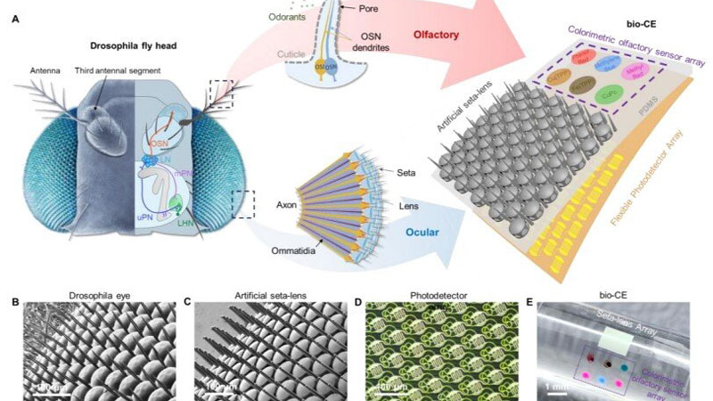 חמישה עיניים של סין לפליגים ללא כוחות אדם, המאפשרות ראייה פנורמית ומדידת ריח