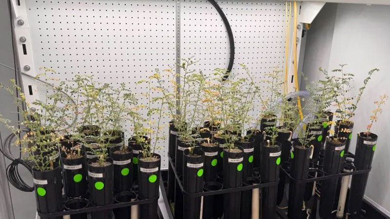 מדענים גוזרים אפונה על אדמה מלאכותית של ירח, אך לא מתעקשים לנסות אותה כמנה של מרק